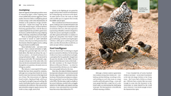 Storey's Guide to Raising Chickens, 4th Edition - Book by Gail Damerow