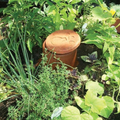 Ollla watering system in garden