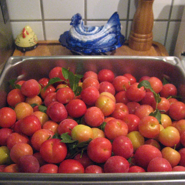 Tomatoes ready to be canned
