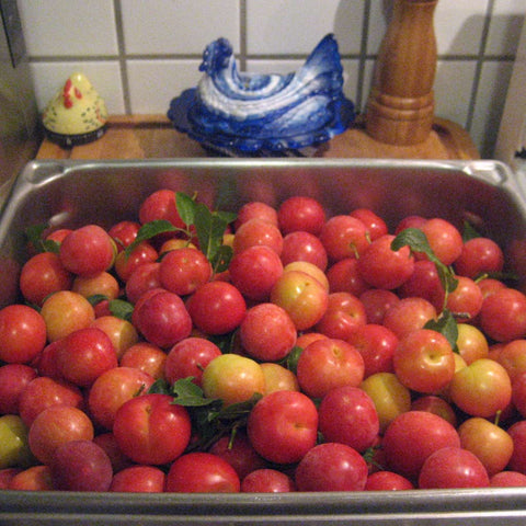 Canning 101: Cha-Cha-Chutney