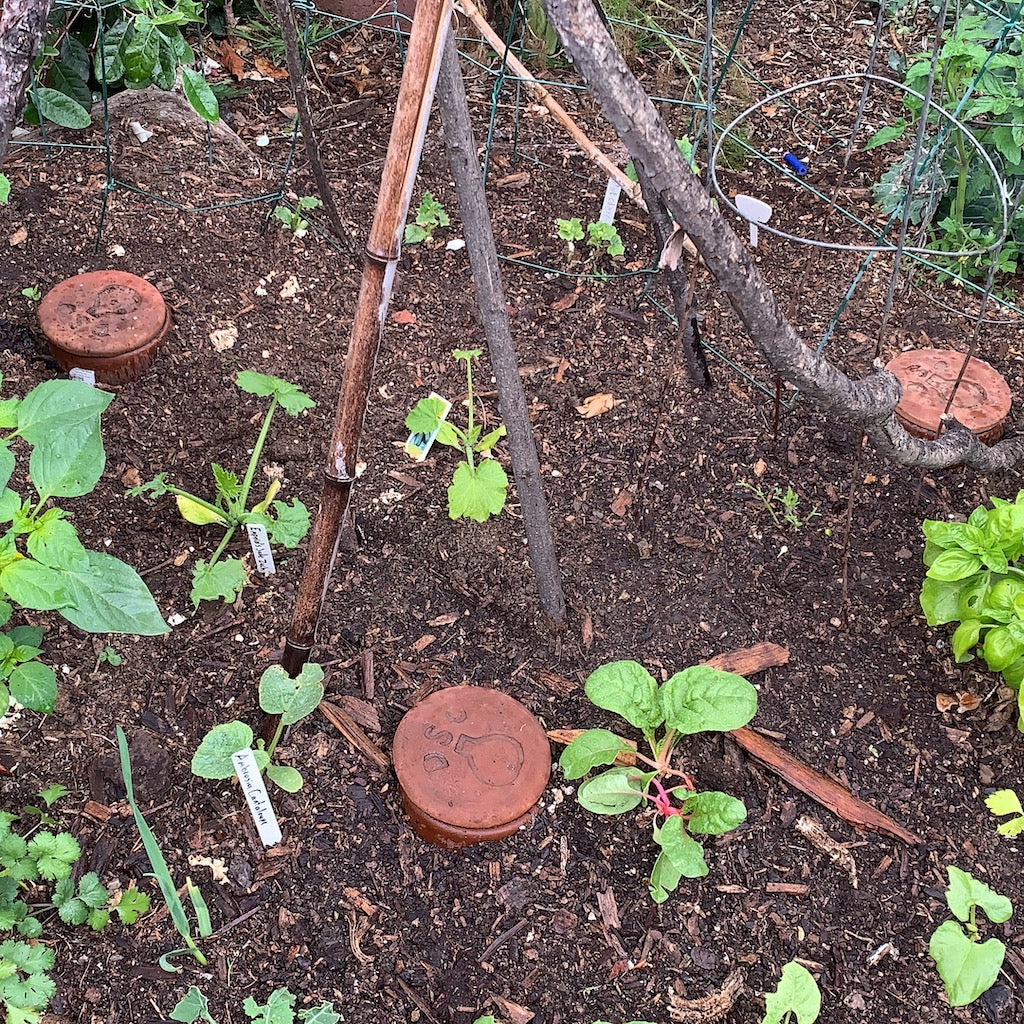 An Olla Pot Serves As Efficient Irrigation System - LawnEQ Blog