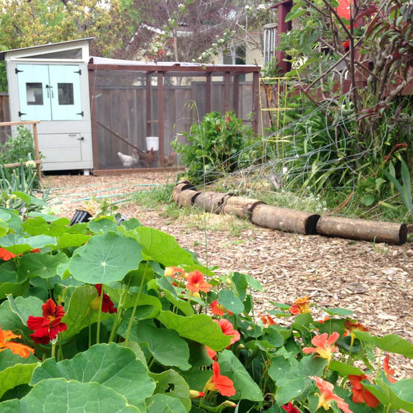 Urban homestead designed with permaculture principles