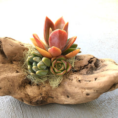 Craft Your Own Driftwood Succulent Planter