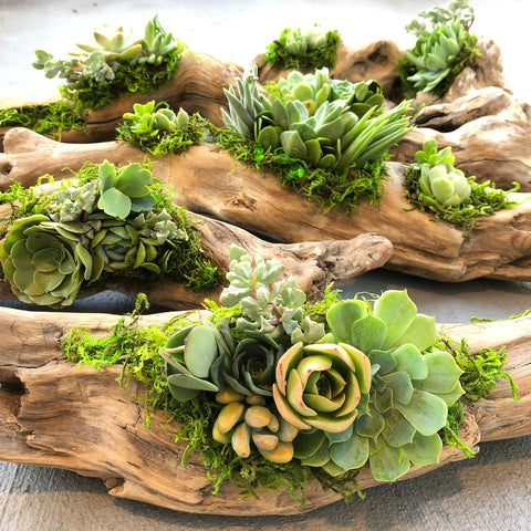 Craft Your Own Driftwood Succulent Planter