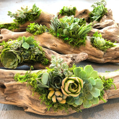 Craft Your Own Driftwood Succulent Planter